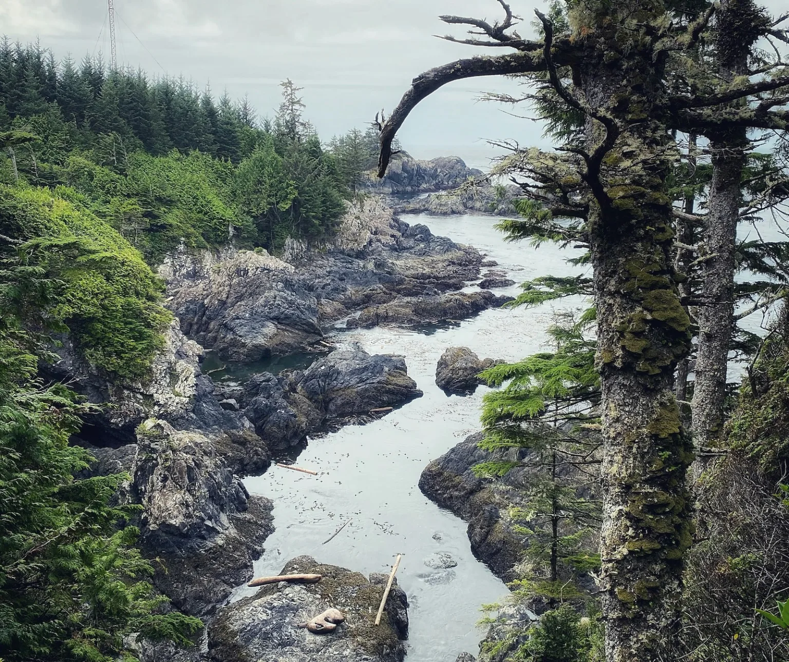 Ocean Trees Ucluelet | CR Lawyers